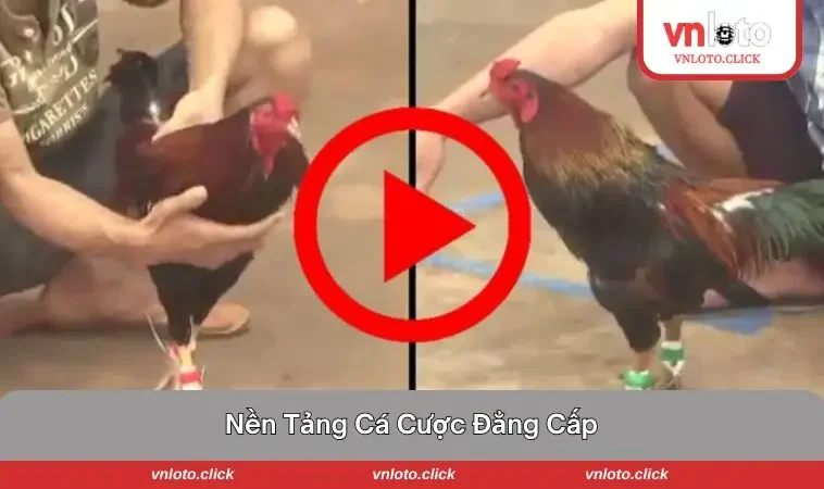 Nền tảng cá cược đẳng cấp đang được săn đón
